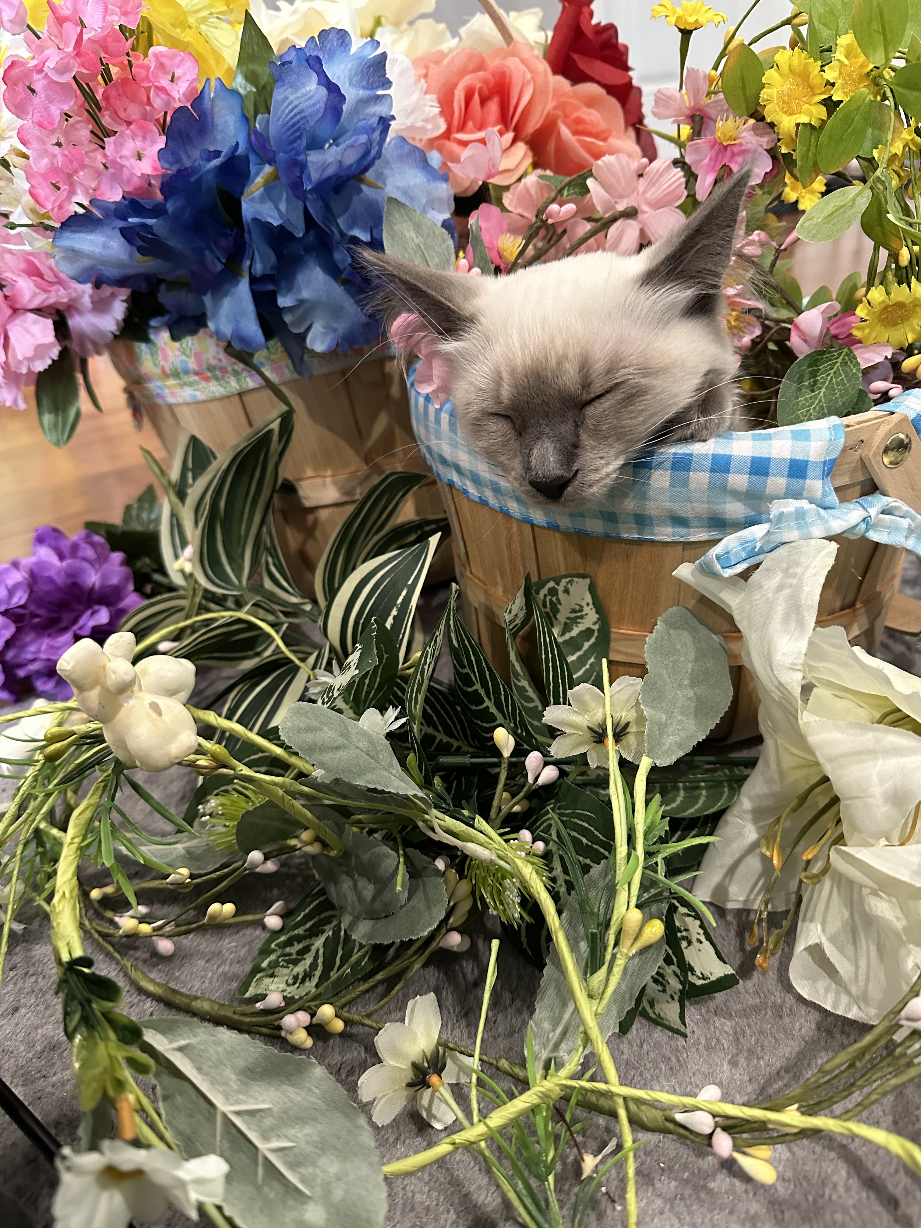 A bouquet of cats